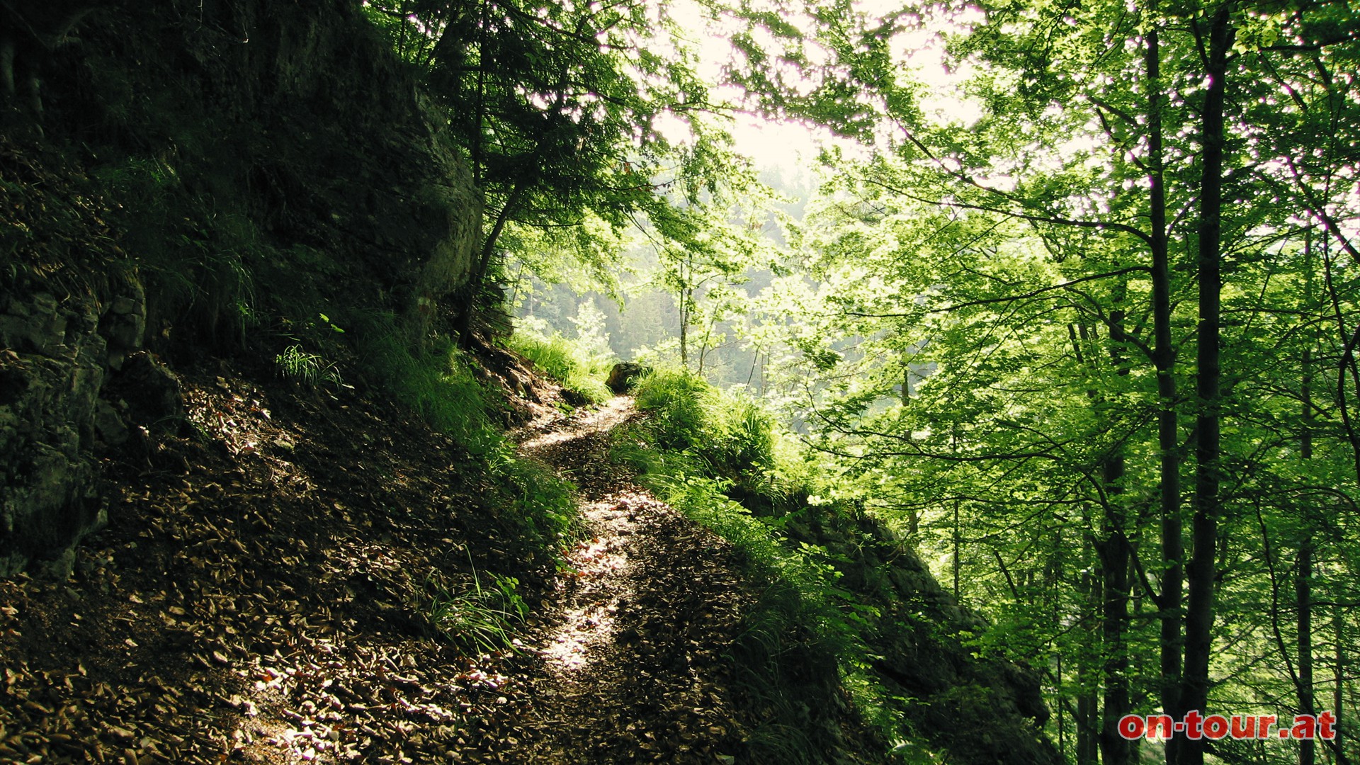 Auf dem gut markierten Wanderweg Nr. 463 folgt nun der Anstieg im vielfltigen Mischwald.