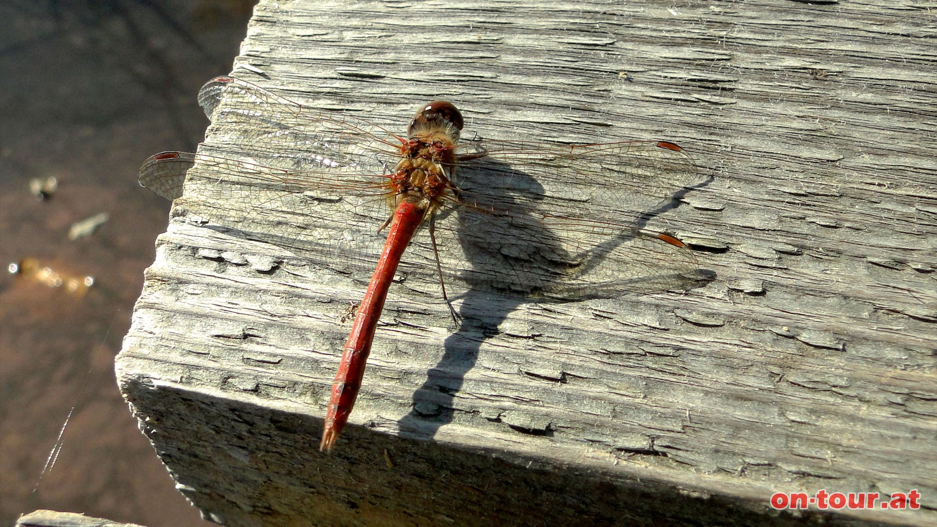 Eine -Gewhnliche (aber doch interessante) Heidelibelle- auf einer Holzbrcke.