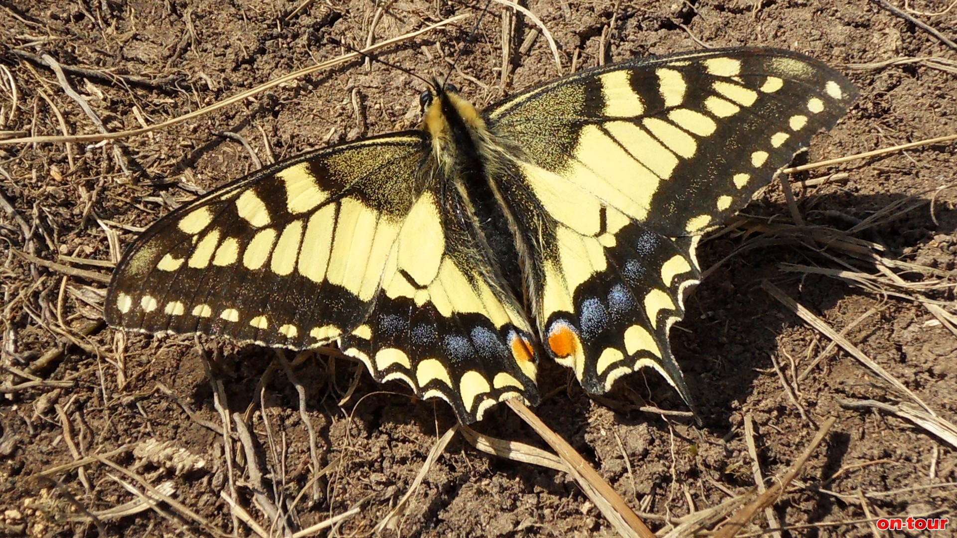Ein farbenprchtiger Schwalbenschwanz-Schmetterling sonnt sich am Weg.
