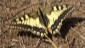 Ein farbenprchtiger Schwalbenschwanz-Schmetterling sonnt sich am Weg.