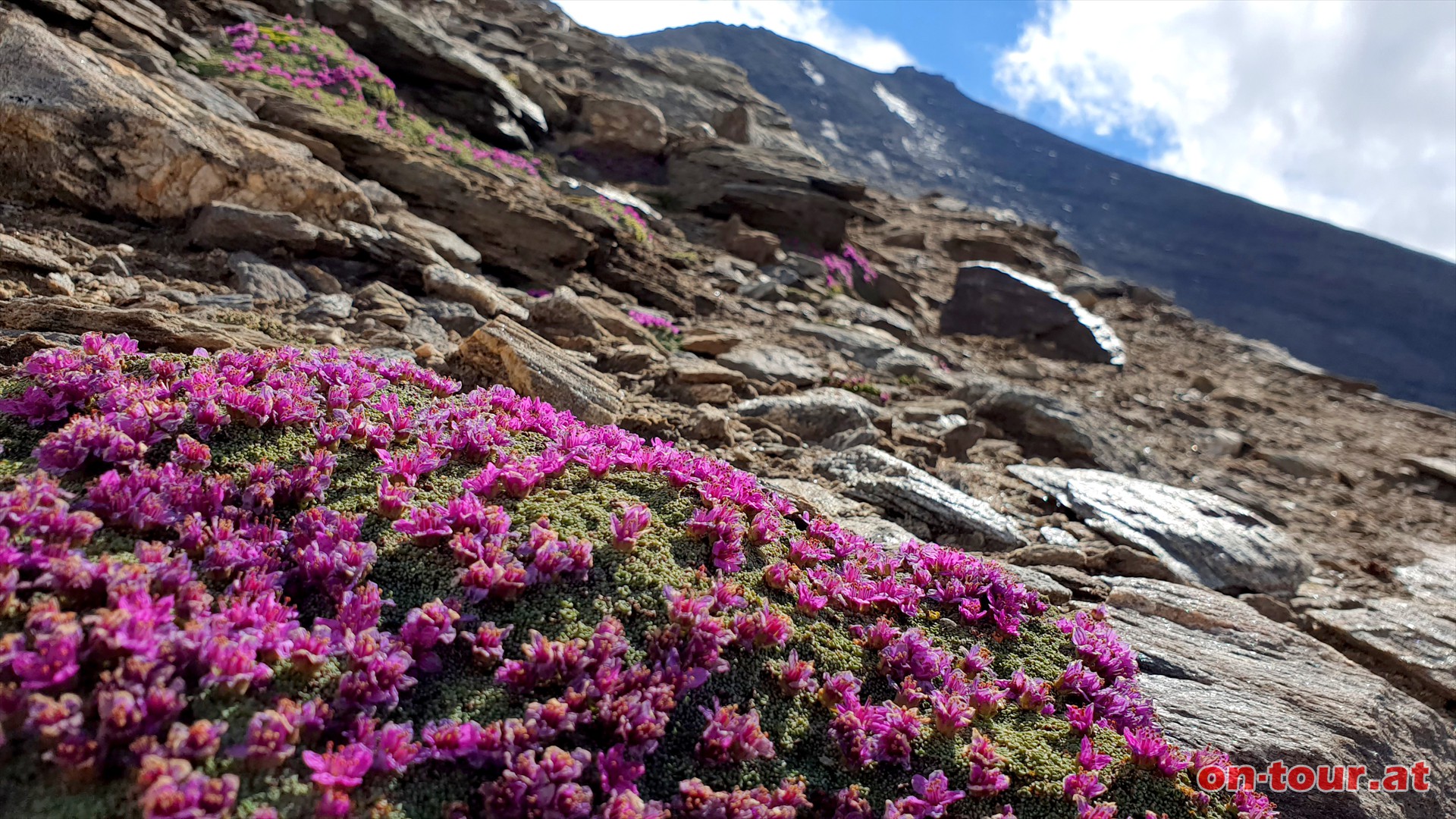 Aber auch hier gibt es noch bunte Alpenblumen.