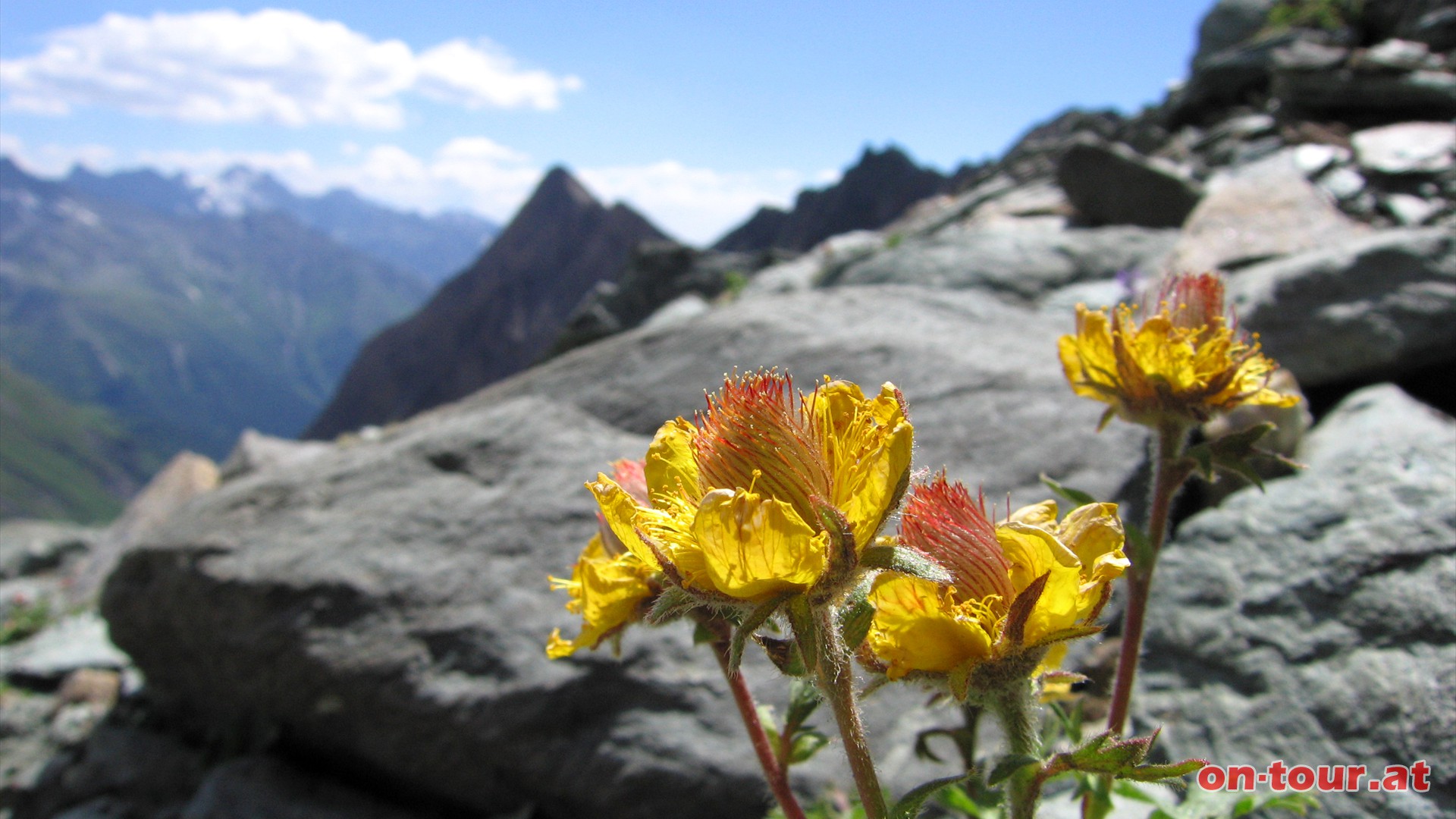 Prchtigen Alpenblumen. Im Hintergrund ragt die 
Freiwandspitze empor.