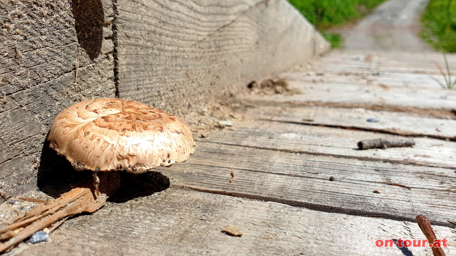 Auf einer Holzbrcke ber den Gnitzbach wachsen sogar Pilze. Abzweig zur Wirtsbaueralm nicht verpassen.