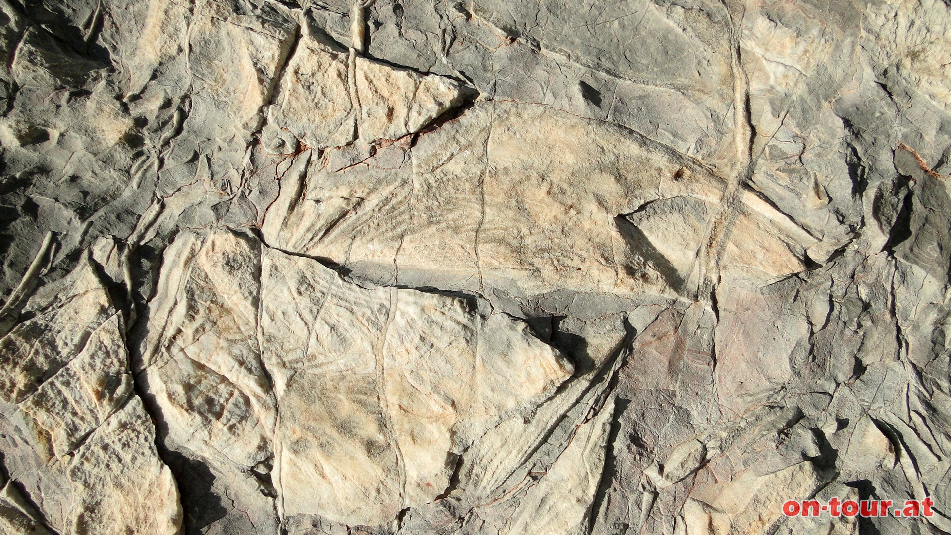 Selbst Maulffnungen und Augenhhlen sind zu sehen. Etwa um die 200 Mio. Jahre alt.
